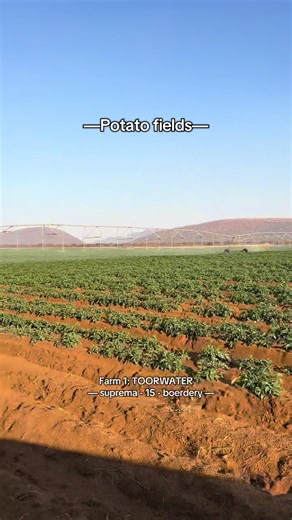 A quick preview of the farms/potato fields #suprema15boerdery #farm #southafrica #limpopo #fyp