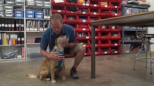 Watch dogs on Amazon Live