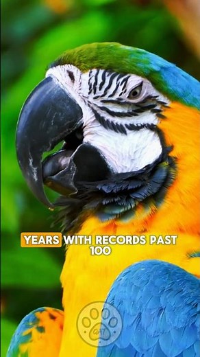 Macaw's Lifespan 🦜