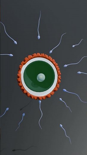 Egg and Sperm Fertilization | 3D Animation #humanbody #fertilization #sperm