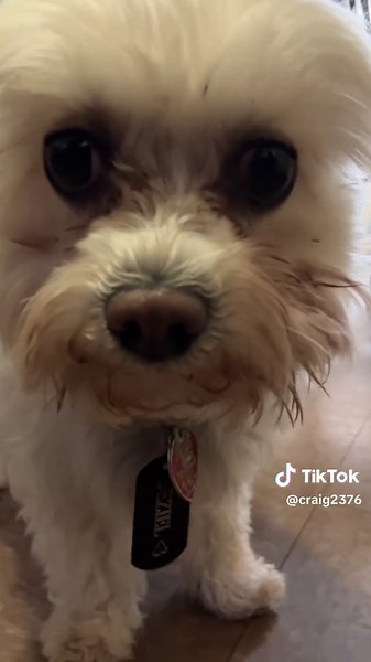 Adorable Dogs Playing in Indoor Space