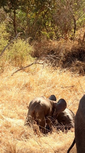 178K views · 5.1K reactions | Watch this baby Elephant throwing a tantrum  #elephant #naturelovers #wildlife #safari #krugernationalpark | Kruger Gone Wild Safaris | Facebook