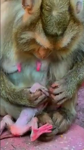 Newborn Baby Monkey Just Born Today 🐒💖 First Moments of Life