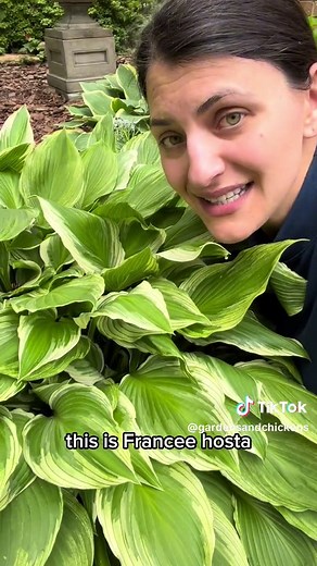 While most hostas prefer shade or partial shade, there are some varieties that can tolerate full sun. Here are five other hostas known for their ability to thrive in sunny conditions: 1. “Sun Power”: This hosta has thick, corrugated leaves that can withstand direct sunlight well. 2. “Stained Glass”: Known for its vibrant yellow leaves with green margins, this variety can handle more sunlight than other hostas. 3. “Guacamole”: With its chartreuse and green leaves, this large hosta can tolerate su