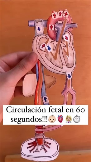 Circulación Fetal: Anatomía y Desarrollo en 3D