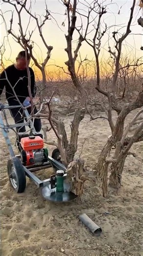 death jujube tree trimming techniques #farming #smartwork #smartfarming #shortvideo