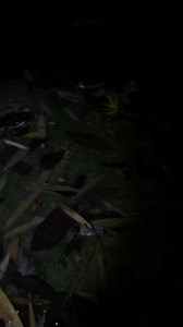 14K views · 92 reactions | Tuko marunong lumangoy Tokay gecko 年 | MAK DON TV | Facebook