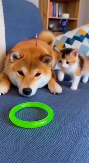 Are you a normal pet parent or are you completely obsessed？ #labrado... | KimSokh | Facebook