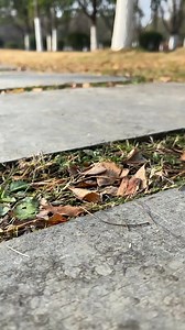 #RC Models #Car Models #Remote Control Models #They actually play with model cars like this | Wood Workings