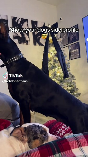 Seven is so beautiful 🖤 #doberman #explore #dogsoftiktok #dobermanpinscher #viral