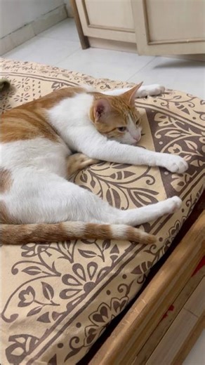 “Why sleep when you can create drama?😹” #DramaCat #FunnyPets #CatEnergy #CatVideo #LOLAnimals #cat