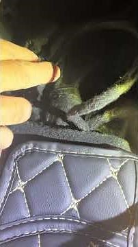 Finding the factory brake controller plug in a 2019 Porsche cayenne