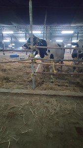 2.09am 15.12.2024 | Farming brain