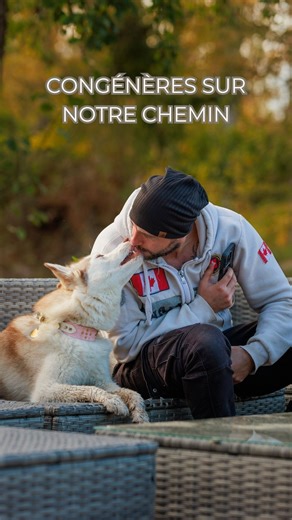 Thibault Laurent on Instagram: "Congénères sur notre chemin : mode diplomatie activé. Parce que moi je veux juste une balade tranquille… et mes chiens Sora, Tsuki et Mizumi veulent organiser un sommet international en plein trottoir. 😅 Le problème c’est pas “les chiens”… c’est l’idée qu’ils ont de la rencontre :🔸 “On y va ?”🔸 “On observe ?”🔸 “ON CRIE UN PEU POUR VOIR ?” Alors on travaille simple : ➡️ on voit ➡️ on respire ➡️ on reste focus sur moi ➡️ on passe✅ et on repart comme si on était 
