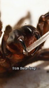 146K views · 1.1K reactions | Funnel Web Spider vs. GIANT Taipan | Coyote Peterson | Facebook