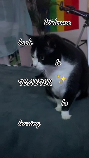 toaster my tuxedo cat <3 on TikTok