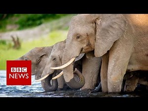 Botswana's Elephant Hunting Dilemma - BBC News
