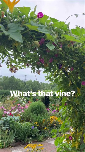 You're going to want to add this one to your "grow list"! The snail vine is a fast-growing tender perennial that loves the sun☀️, high humidity😰, and acidic soil too!🪴 ⁠ ⁠ #snailvine #easyplants #easytogrowplants #gardeningforbeginners #gardeningtipsforbeginners #pollinatorgarden #trailingplants #viningplants #floweringvines | Green Bay Botanical Garden