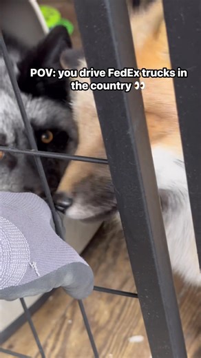 17K views · 609 reactions | Another throwback to the best part of the “worst” job! Do you think it’s okay to keep exotic pets enclosed? 樂 | Kalli Osborne | Facebook