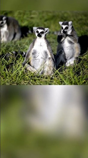 Lemurs in the Wild: A Rare and Unforgettable Encounter