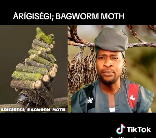 #animals #fyp #natgeowild