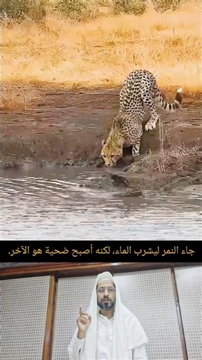 جاء النمر ليشرب الماء، لكنه أصبح ضحية هو الآخر.#لايك #تصاميم #animals