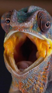 41K views · 1.2K reactions | When a chameleon opens wide like this, it’s not just for show. That gaping mouth is a warning — “back off” — and a glimpse at its vivid inner colors. Fun fact: that flash of yellow and orange can make predators think twice before turning this lizard into lunch. 年✨Would you get too close?#chameleon #wildlifephotography #animalfacts #natureisawesome #lizardsofinstagram #herpetology #wildlifefacts | Discvr Blog | Facebook
