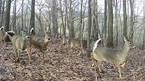 Pa. Game Commission sets tentative 2024-2026 hunting, trapping seasons, includes 3 Sundays