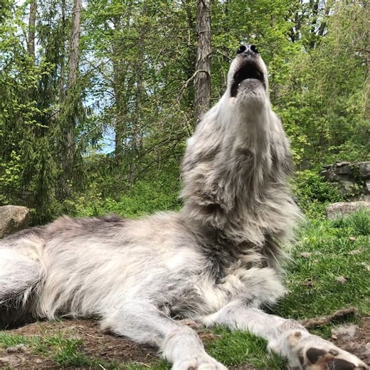 282K views · 31K reactions | Zephyr's howl reminds us what we're fighting for  | Wolf Conservation Center | Facebook