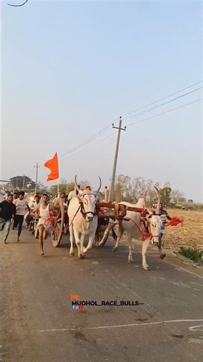 ಇಂಗಳಗಿ ಮೈದಾನ ವಿಜೇತ 🚩🤩 ಮಾದ್ಯಾ& ಸಿದ್ಧ 🚩 #cow #bullfarm #dancemusic #bull #murraha #djmusic #automobile