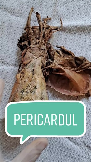 Totul despre Pericard: Anatomie și funcție