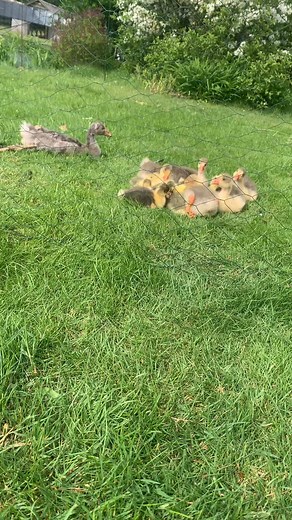 En lille lur inden der er mad igen. | Heidi Halborg Serup