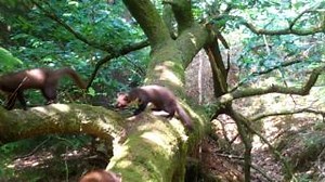 Pine martens in the Forest of Dean have settled in well since their reintroduction and have begun to expand out of the Forest towards the Wye Valley and Brecon Beacons. After their decline in the nineteenth century, this expansion is a significant step towards the survival of pine martens in the UK. We need volunteers to help us learn more about these elusive mammals by regularly setting up camera traps and carrying out scat surveys to keep track of their expansion, as part of the national pine 