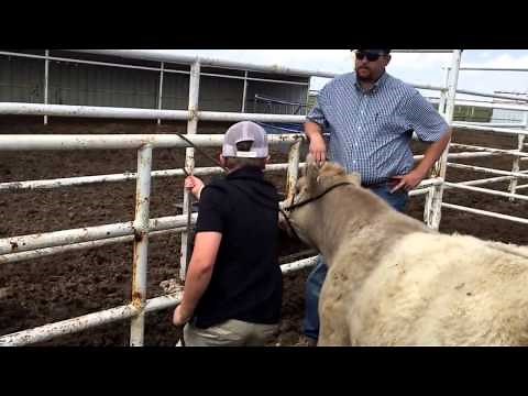 Beginning Halter Breaking for Show Cattle