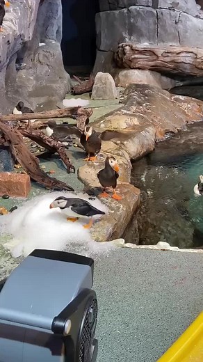 Puffin Enrichment at Georgia Aquarium: Fans Galore!