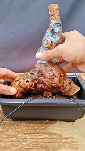106K views · 536 reactions | Planting of yellow wattle piles #bonsai #BonsaiMaterials #BonsaiMaking | Nazim's Bonsai | Facebook
