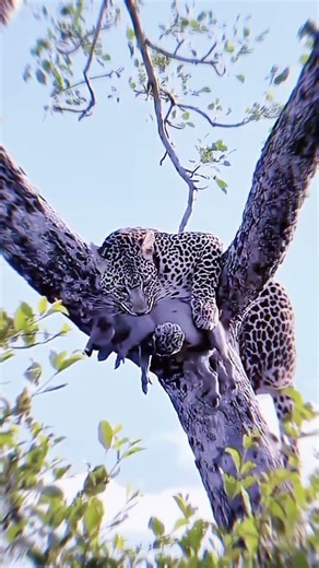 Cheetah Sitting in a Tree With Its Catch… Then This Happens! 😳 | Wildlife Moment #shorts