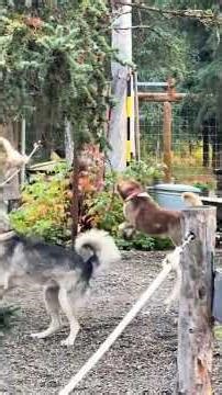 Fun times with the puppies at Denali National Park