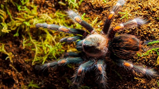 Mexican Flame Knee Tarantula (Brachypelma auratum) Care Sheet — The Tarantula Collective