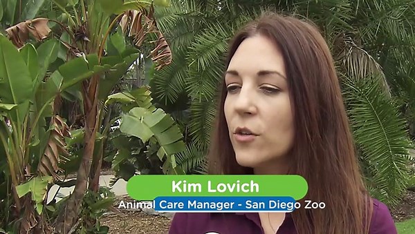 Do You Know Just How Many Different Species Of Gecko There Are In the World?