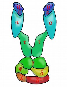 DNA polymerase III holoenzyme - Alchetron, the free social encyclopedia