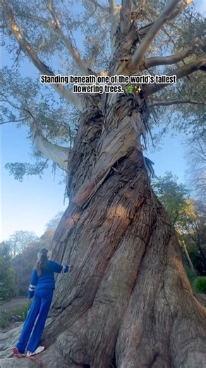 Couldn’t believe I was standing below one of the world’s largest tallest flowering tree 🌳✨