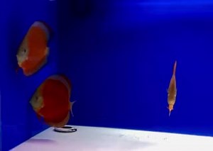 🔥Wow🔥 These 5-5.5” red cover are showing off their color and halos! Gift Cards available now! Goldenstatediscus.com Or Text/call Lynda at 916-257-5334 | Golden State Discus