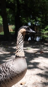 Today is #NationalHawaiiDay and the Gulf Breeze Zoo is home to the nene or Hawaiian goose. The nene is found in the wild on the islands of Oahu, Maui, Kauaʻi, Molokai, and Hawaiʻi. In 1957, it was designated as the official state bird of the state of Hawaiʻi. The Hawaiian name nēnē comes from its soft call. | Gulf Breeze Zoo