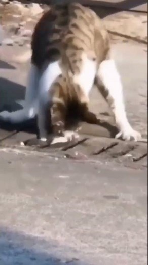 cat catching rat from the drain