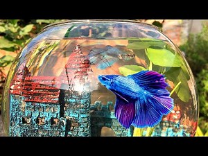 2 Minute Betta Fish Bowl Setup | Easy Beta Fish Bowl Setup