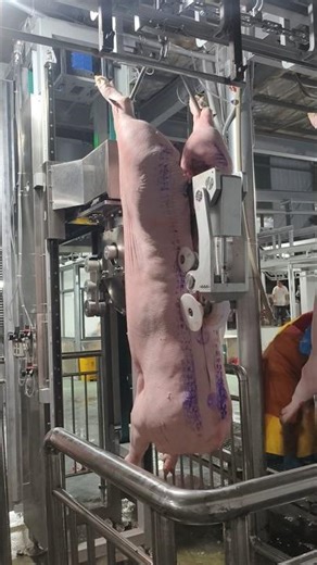 Reducing Labor, Increasing Efficiency — Pork Processing Revealed 👀