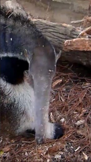 ANTEATERS Don't JUST Eat Ants 🐜 Animal Fact Files #facts #animals #wildlife