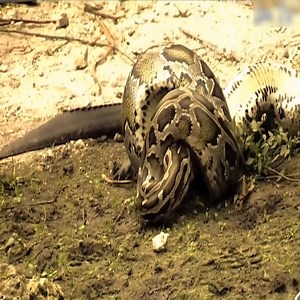 Giant crocodile and python, big fight in the swamp. #Animal | Lovely