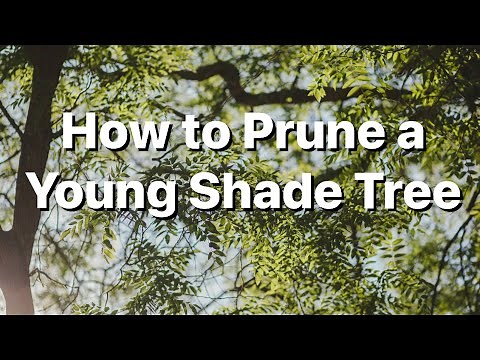 How to Prune a Young Tree